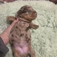 Charlie Dapple Longhair, a male Miniature Dachshund for sale in Sacramento, CA – 2 of 6