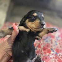 ERNIE- Black & Cream Longhair, a male Miniature Dachshund for sale in Sacramento, CA – 10 of 10
