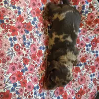 MARY DAPPLE - shorthair, a female Miniature Dachshund for sale in Sacramento, CA – 4 of 10