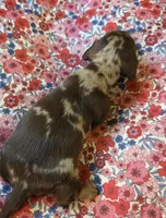 MARY DAPPLE - shorthair, a female Miniature Dachshund for sale in Sacramento, CA – 5 of 10