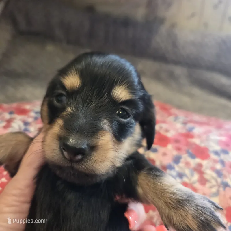 LEXY - Longhair Girl – Miniature Dachshund puppy for sale in Sacramento, CA