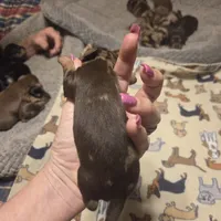 BERT Dapple #3, a male Miniature Dachshund for sale in Sacramento, CA – 7 of 8