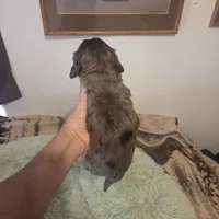  BLUE Dapple Longhair Female, a female Miniature Dachshund for sale in Sacramento, CA – 6 of 10