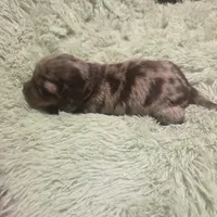 Charlie Dapple Longhair, a male Miniature Dachshund for sale in Sacramento, CA – 4 of 6