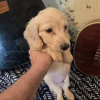 Ready Now - Cream longhair , a male Miniature Dachshund for sale in Sacramento, CA – 5 of 10