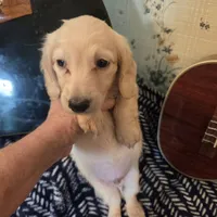 Ready Now - Cream longhair , a male Miniature Dachshund for sale in Sacramento, CA – 3 of 10