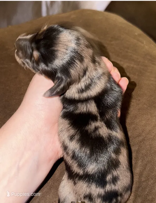 PETUNIA Longhair – Miniature Dachshund puppy for sale in Sacramento, CA