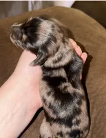 PETUNIA Longhair, a female Miniature Dachshund for sale in Sacramento, CA – 1 of 2