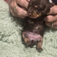 Georgie Girl - shorthair, a female Miniature Dachshund for sale in Sacramento, CA – 2 of 8