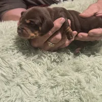 Georgie Girl - shorthair, a female Miniature Dachshund for sale in Sacramento, CA – 8 of 8