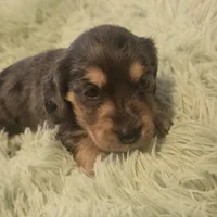  BLUE Dapple Longhair Female, a female Miniature Dachshund for sale in Sacramento, CA – 2 of 10