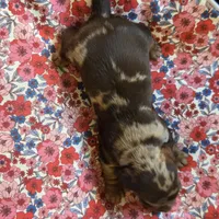 MARY DAPPLE - shorthair, a female Miniature Dachshund for sale in Sacramento, CA – 3 of 10