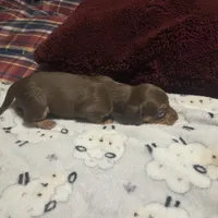 HERSHEY, a male Miniature Dachshund for sale in Sacramento, CA – 7 of 9