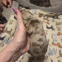 Braxton Dapple #2, a male Miniature Dachshund for sale in Sacramento, CA – 5 of 8