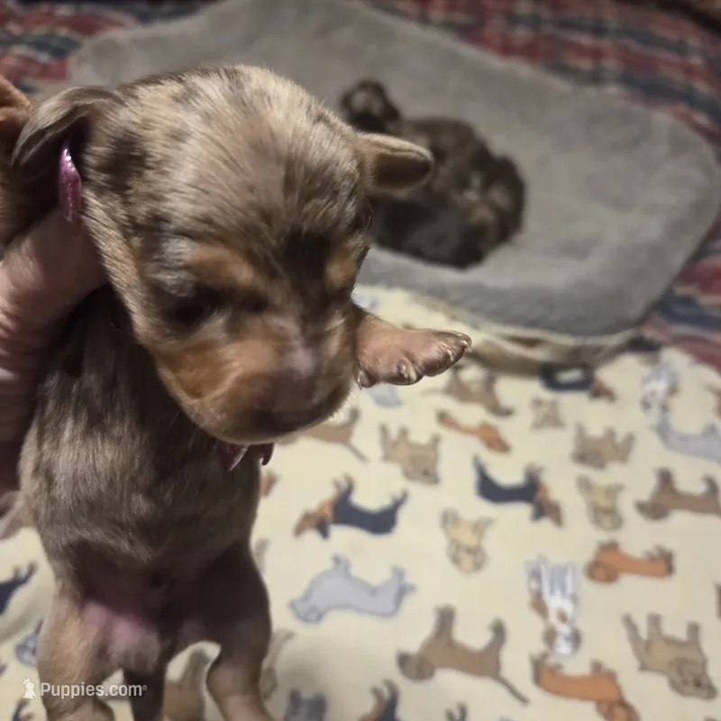 Braxton Dapple #2 – Miniature Dachshund puppy for sale in Sacramento, CA