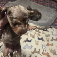 Braxton Dapple #2, a male Miniature Dachshund for sale in Sacramento, CA – 1 of 8