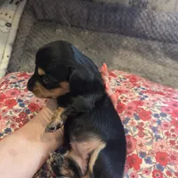 LEXY - Longhair Girl, a female Miniature Dachshund for sale in Sacramento, CA – 6 of 10