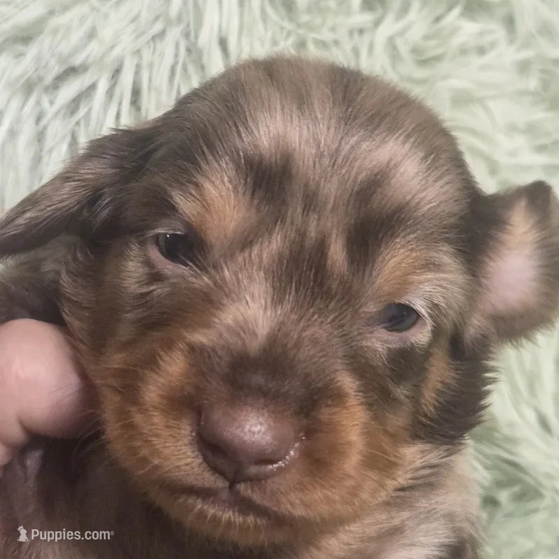 Charlie Dapple Longhair – Miniature Dachshund puppy for sale in Sacramento, CA