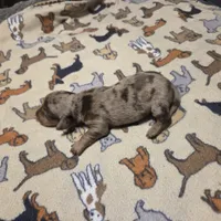 Braxton Dapple #2, a male Miniature Dachshund for sale in Sacramento, CA – 7 of 8
