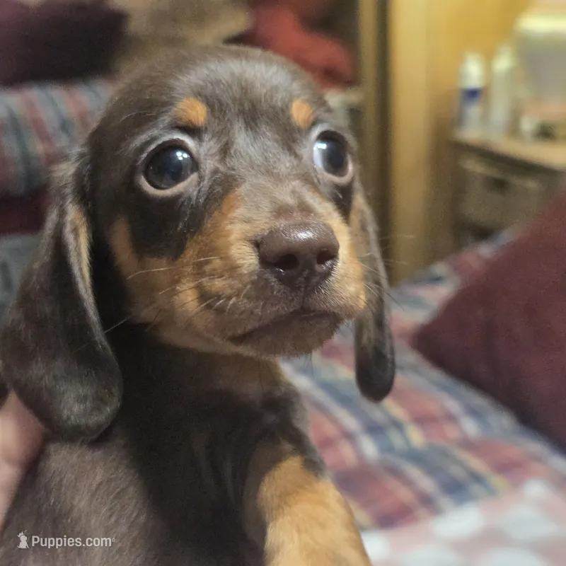 SADIE MAY – Miniature Dachshund puppy for sale in Sacramento, CA