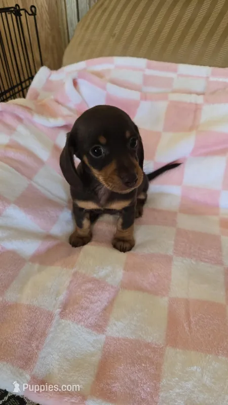 SADIE MAY – Miniature Dachshund puppy for sale in Sacramento, CA