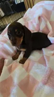 SADIE MAY, a female Miniature Dachshund for sale in Sacramento, CA – Photo 6 of 6