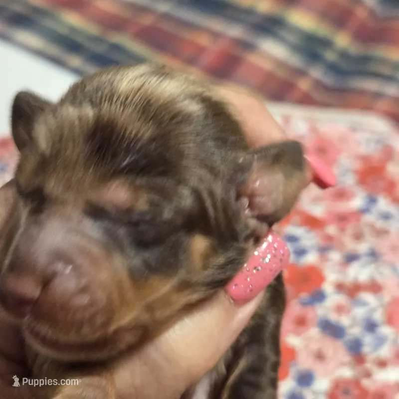 SADIE MAY – Miniature Dachshund puppy for sale in Sacramento, CA