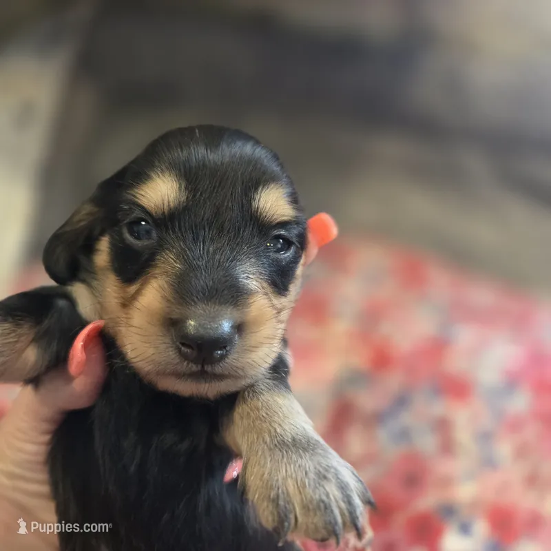 ERNIE- Black & Cream Longhair – Miniature Dachshund puppy for sale in Sacramento, CA