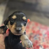 ERNIE- Black & Cream Longhair, a male Miniature Dachshund for sale in Sacramento, CA – 1 of 10