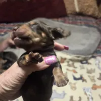 Babygirl, a female Miniature Dachshund for sale in Sacramento, CA – 2 of 5