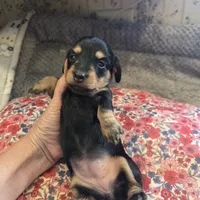 LEXY - Longhair Girl, a female Miniature Dachshund for sale in Sacramento, CA – 4 of 10