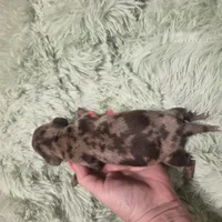 SADIE - flashy shorthair , a female Miniature Dachshund for sale in Sacramento, CA – 2 of 5