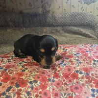 LEXY - Longhair Girl, a female Miniature Dachshund for sale in Sacramento, CA – 8 of 10