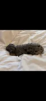  TINY Dapple Longhair, a female Miniature Dachshund for sale in Sacramento, CA – 3 of 3