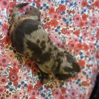 CHARLES DAPPLE - shorthair, a female Miniature Dachshund for sale in Sacramento, CA – 2 of 6