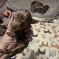 BERT Dapple #3, a male Miniature Dachshund for sale in Sacramento, CA – 6 of 8