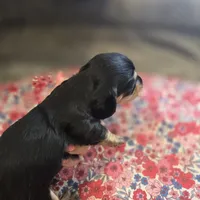 ERNIE- Black & Cream Longhair, a male Miniature Dachshund for sale in Sacramento, CA – 8 of 10