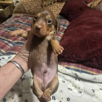 HERSHEY, a male Miniature Dachshund for sale in Sacramento, CA – 8 of 9