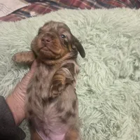Charlie Dapple Longhair, a male Miniature Dachshund for sale in Sacramento, CA – 6 of 6