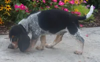 Brutus, a male Beagle for sale in Charles City, IA – 4 of 6