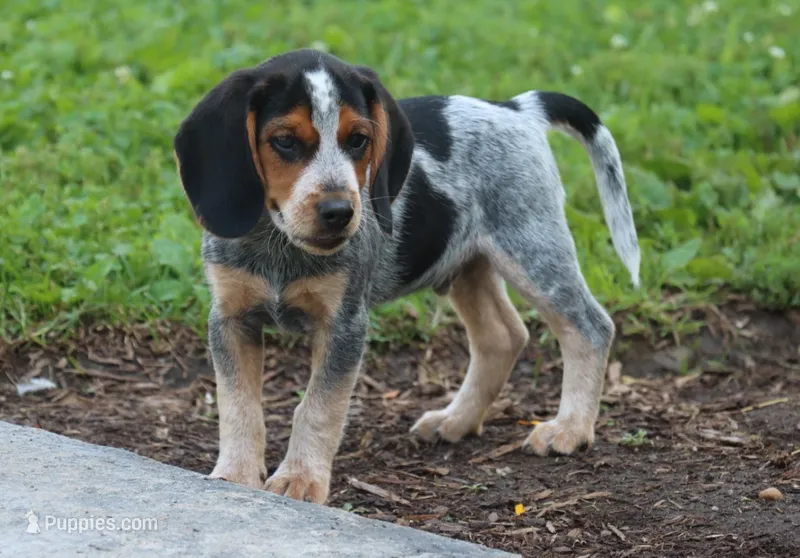 Joey – Beagle puppy for sale in Charles City, IA