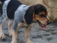 Oreo, a male Beagle for sale in Charles City, IA – 5 of 7