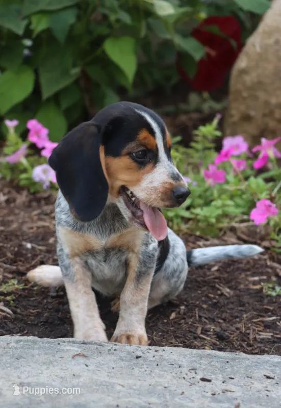 Coba – Beagle puppy for sale in Charles City, IA