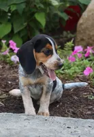 Coba, a female Beagle for sale in Charles City, IA – 1 of 5