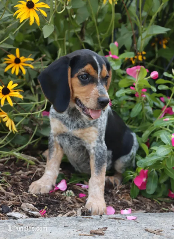 Pepper – Beagle puppy for sale in Charles City, IA