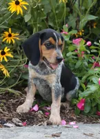 Pepper, a female Beagle for sale in Charles City, IA – 1 of 4