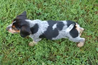 Queenie, a female Beagle for sale in Charles City, IA – 5 of 6