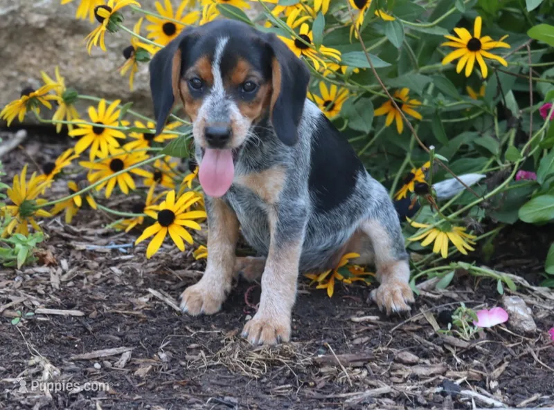 Queenie – Beagle puppy for sale in Charles City, IA