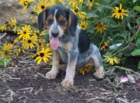 Queenie, a female Beagle for sale in Charles City, IA – 3 of 6