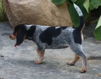 Queenie, a female Beagle for sale in Charles City, IA – 6 of 6